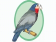 parrot7.gif