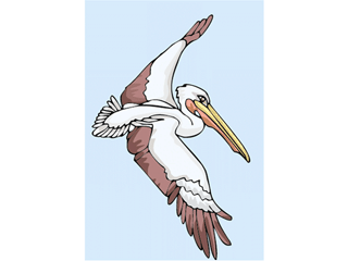 pelican7.gif