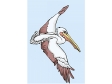pelican7.gif