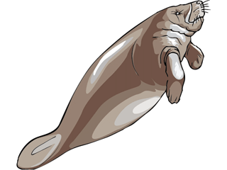 manatee.gif