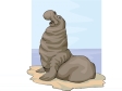 elephantseal.gif