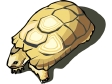 turtle12.gif