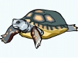 turtle16.gif