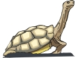 turtle9.gif