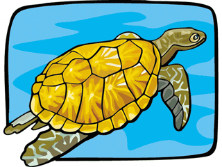 turtle11.gif