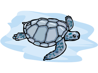 turtle14.gif