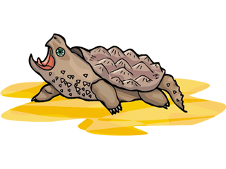 turtle20.gif