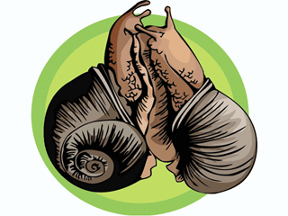 cochlea5.gif