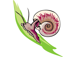 snail.gif