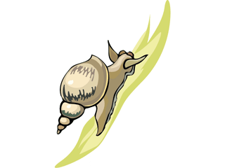 snail2.gif