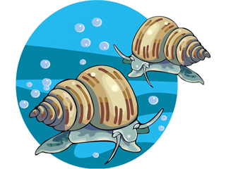 snail5.gif