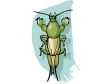 katydid.gif