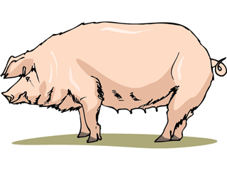 pig4.gif