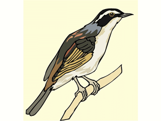 accentor.gif