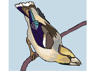 barleybird.gif