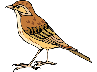 bird63.gif