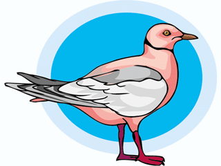 bird80.gif