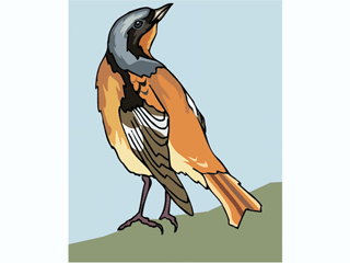 redstart.gif