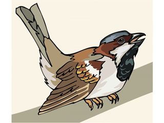 sparrow.gif