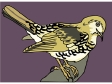 hermitthrush.gif