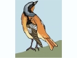 redstart.gif