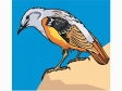 rockthrush.gif