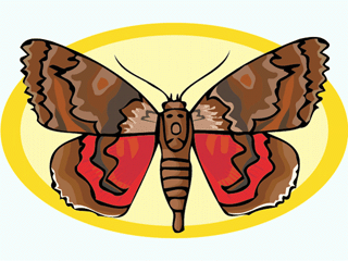 butterfly5.gif