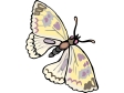 butterfly50.gif