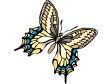 butterfly51.gif