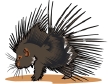porcupine2.gif