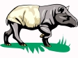 tapir.gif