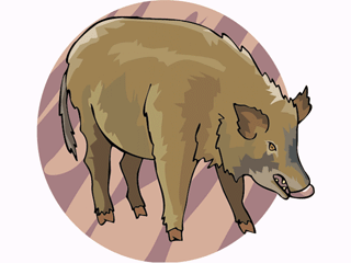 wildboar.gif