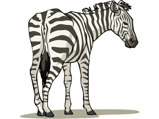 zebra2.gif