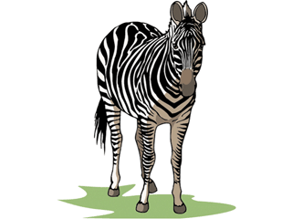 zebra3.gif