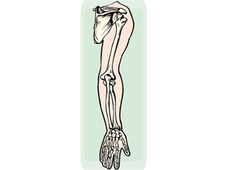 anatomy5.gif