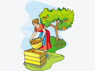 appleharvest.gif