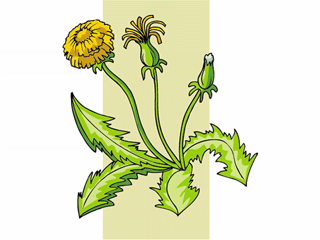 dandelion2.gif