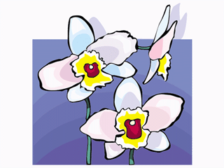 dendrobium.gif