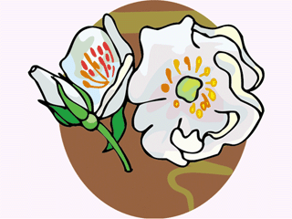 flower26.gif