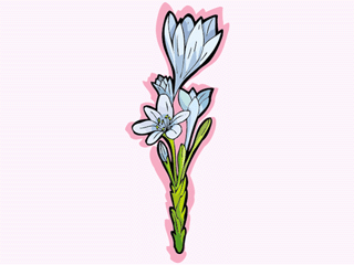 flower71312.gif