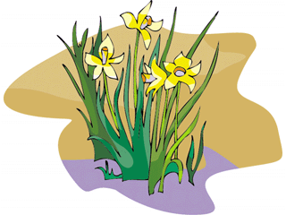 jonquil.gif