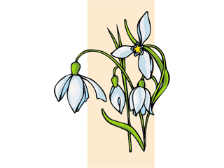 snowdrop.gif