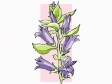 bellflower3.gif