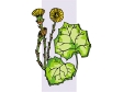 coltsfoot.gif