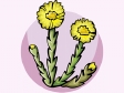 coltsfoot2.gif