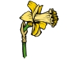 daffodil.gif