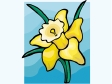 narcissus1212.gif