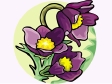 pasqueflower.gif