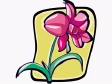 pinkflower3.gif