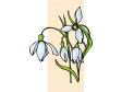 snowdrop.gif